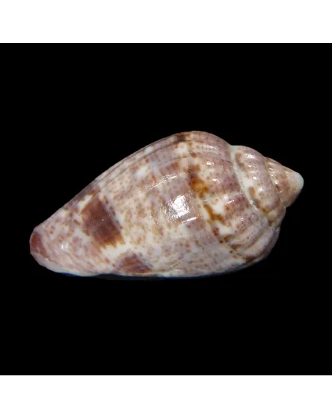 Glabella Mirabilis
