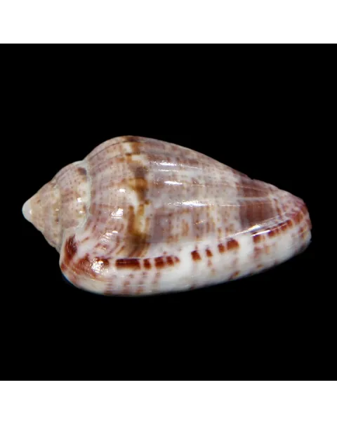 Glabella Mirabilis