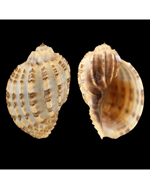 Harpa Articularis