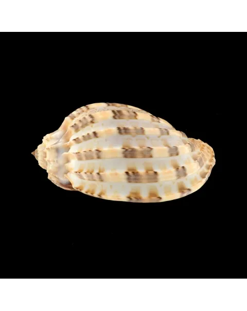 Harpa Articularis