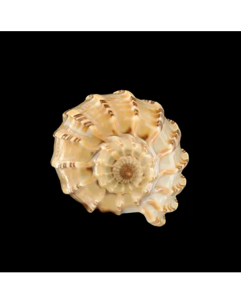 Harpa Articularis