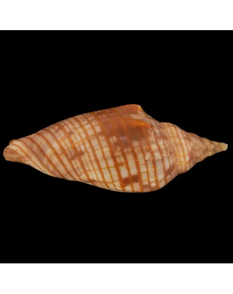 Harpulina Arausiaca f. Vexillum