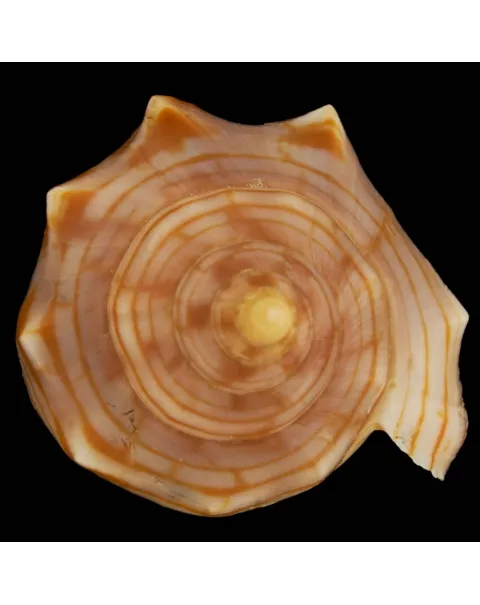 Harpulina Arausiaca f. Vexillum