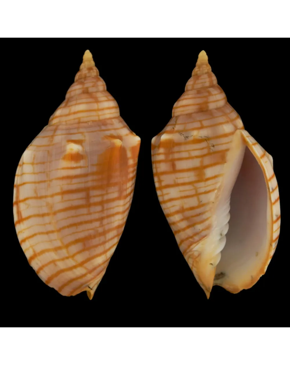 Harpulina Arausiaca f. Vexillum