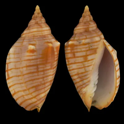 Harpulina Arausiaca f. Vexillum