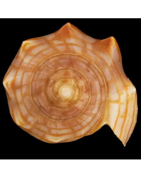 Harpulina Arausiaca f. Vexillum