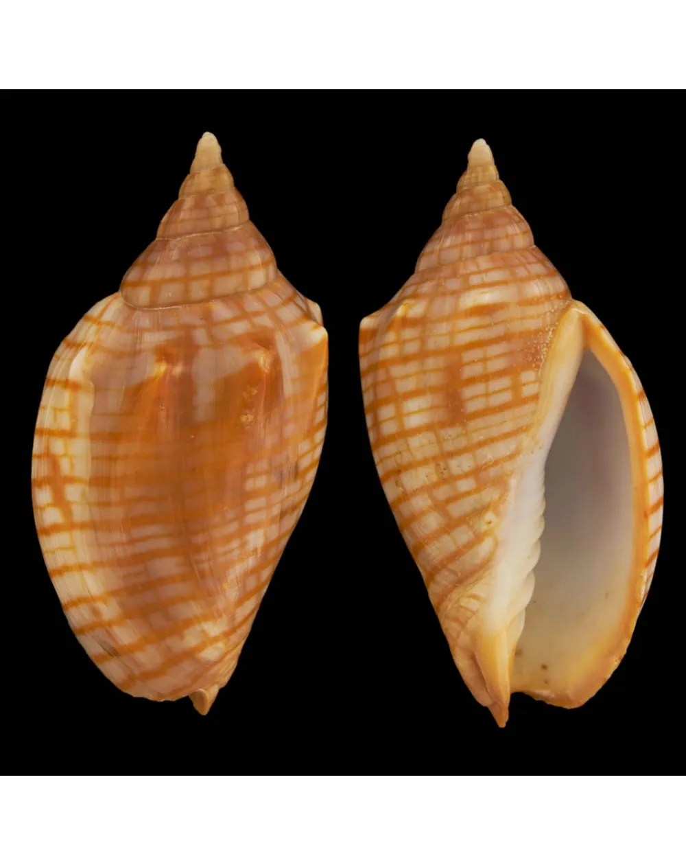 Harpulina Arausiaca f. Vexillum
