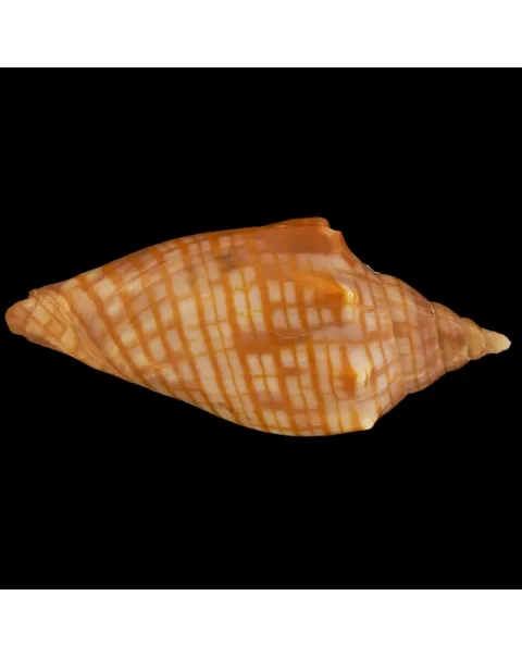 Harpulina Arausiaca f. Vexillum