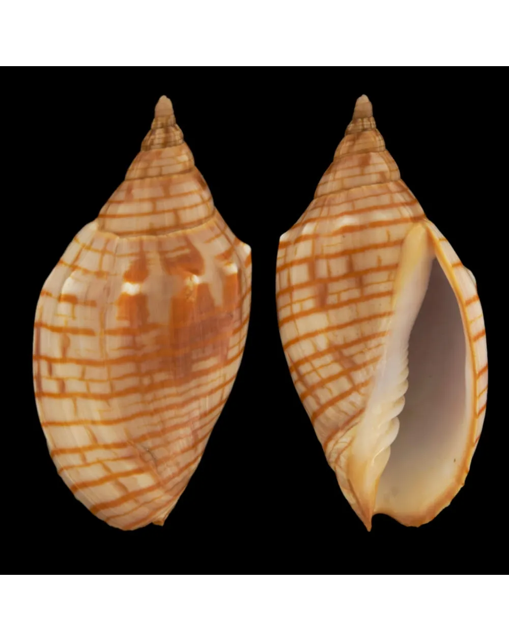 Harpulina Arausiaca f. Vexillum