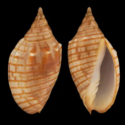 Harpulina Arausiaca f. Vexillum