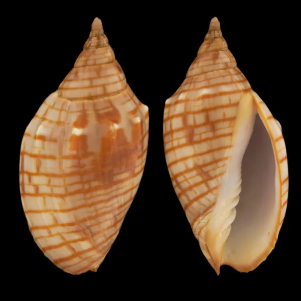 Harpulina Arausiaca f. Vexillum