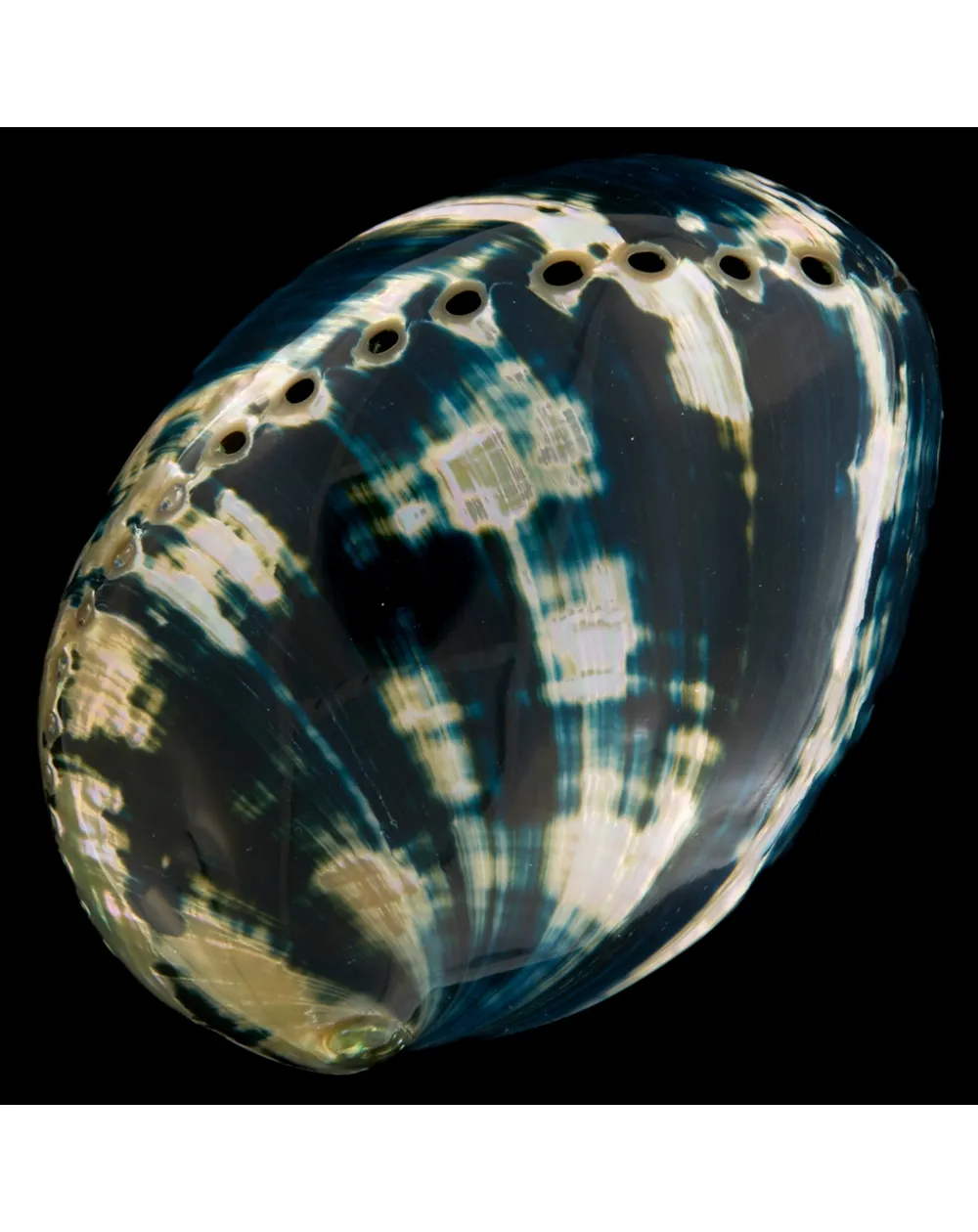 Haliotis Cracherodii