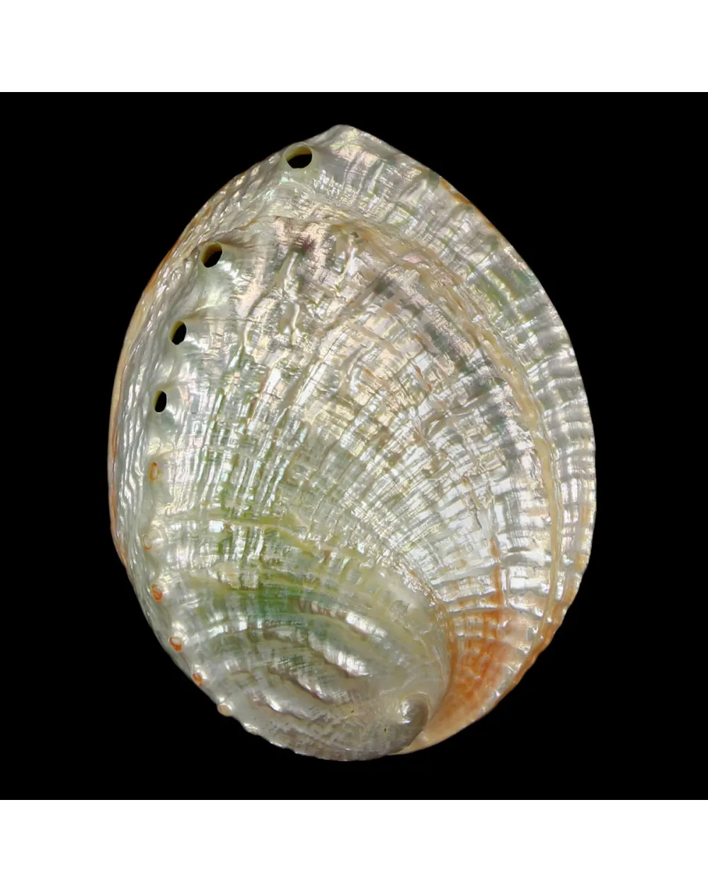 Haliotis Rubra