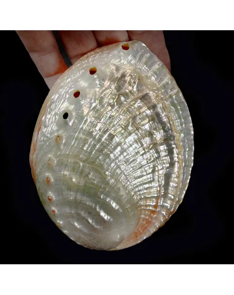 Haliotis Rubra