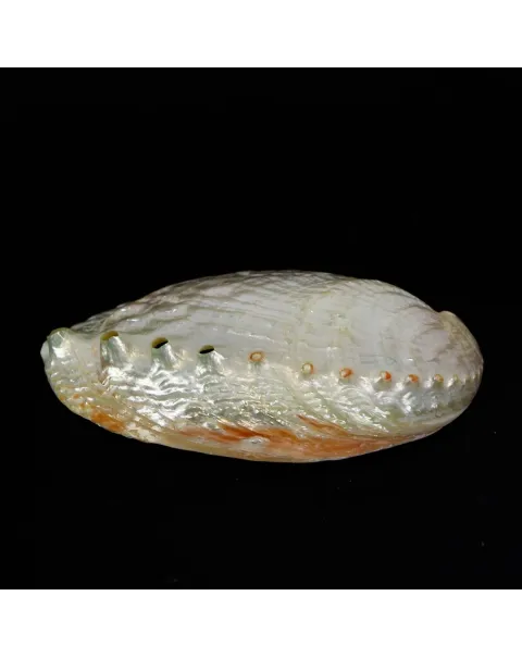Haliotis Rubra