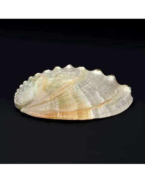 Haliotis Rubra