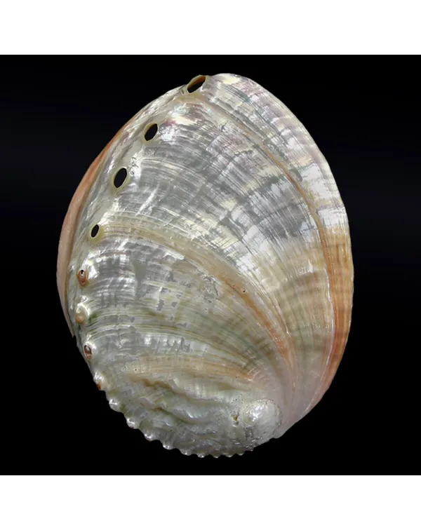 Haliotis Rubra