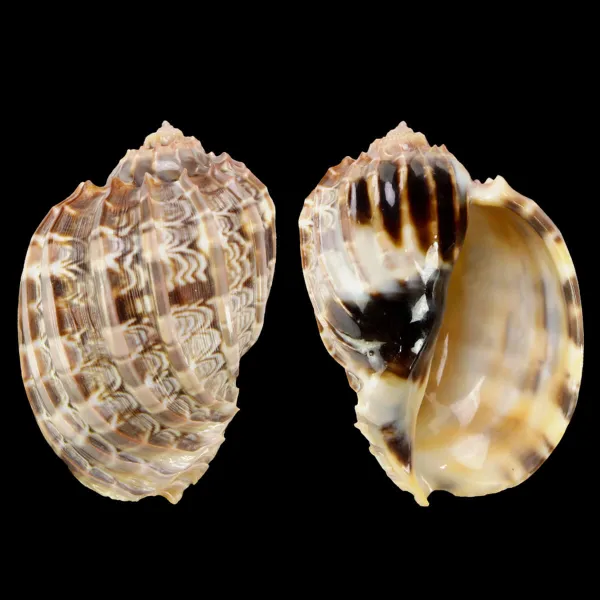 Harpa Cabriti