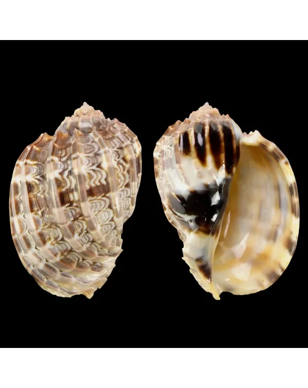 Harpa Cabriti