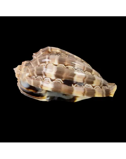 Harpa Cabriti