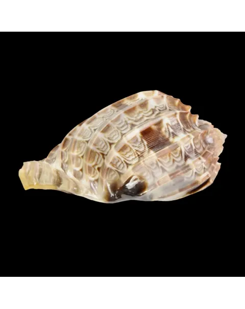 Harpa Cabriti