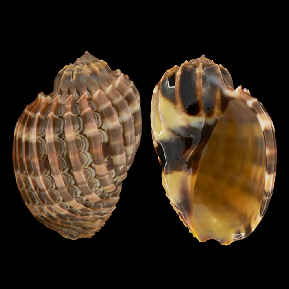 Harpa Cabriti