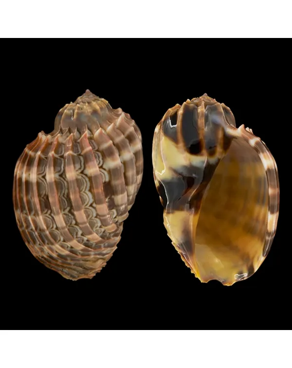Harpa Cabriti