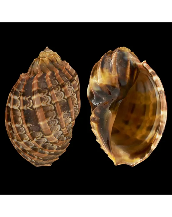 Harpa Cabriti