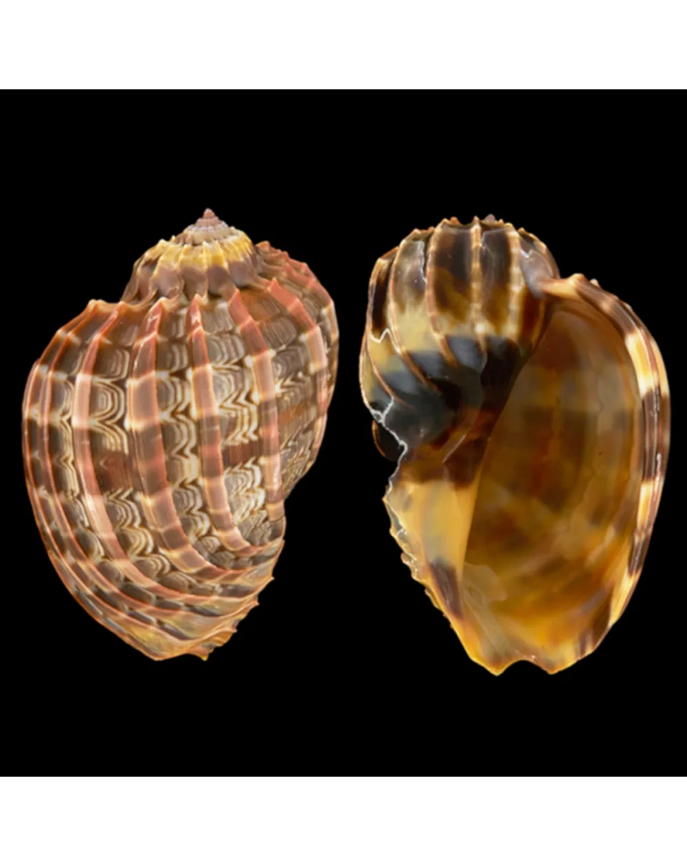 Harpa Cabriti