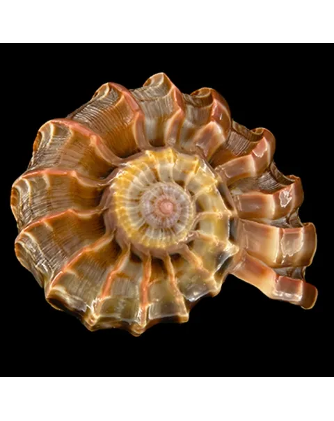 Harpa Cabriti