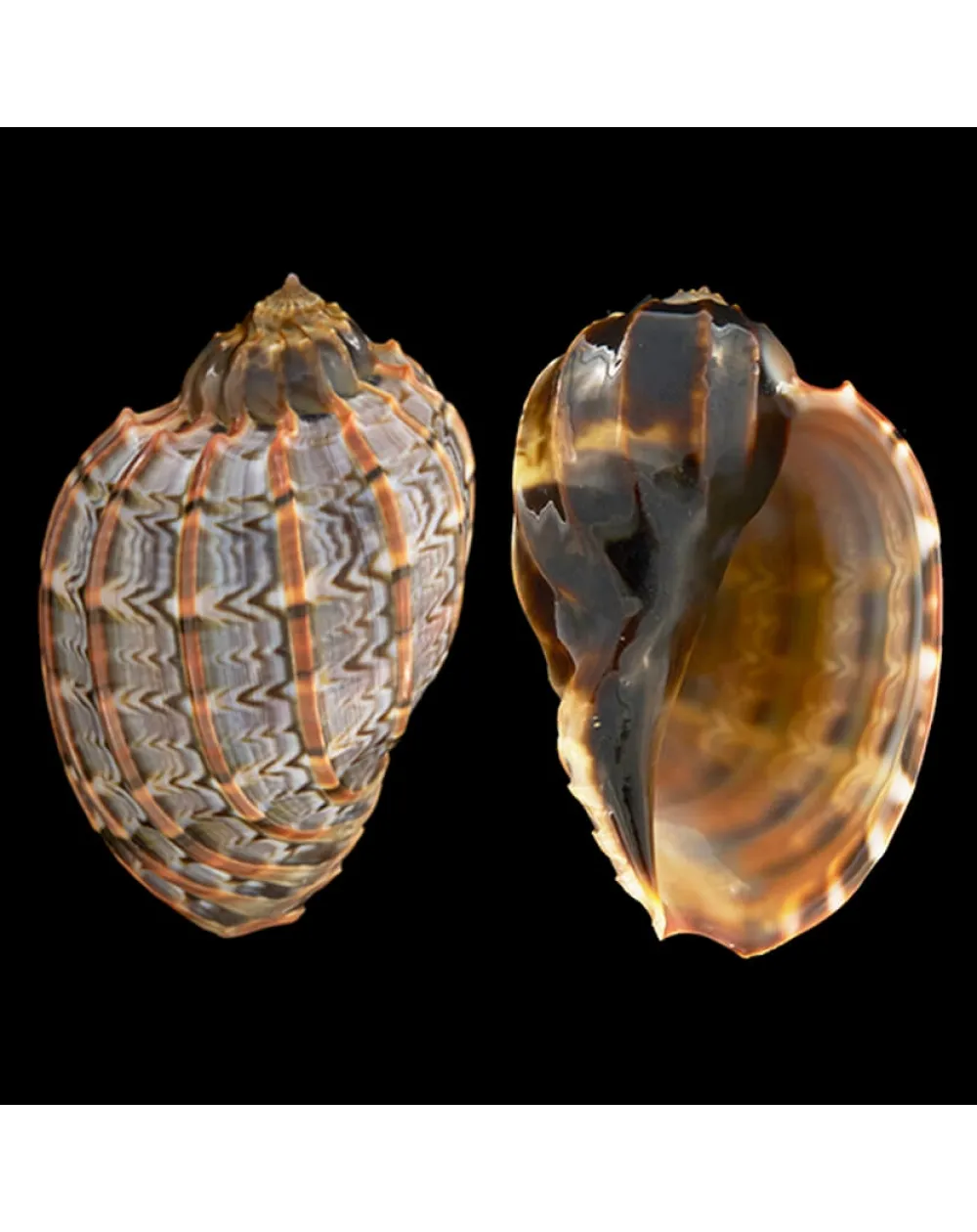 Harpa Cabriti