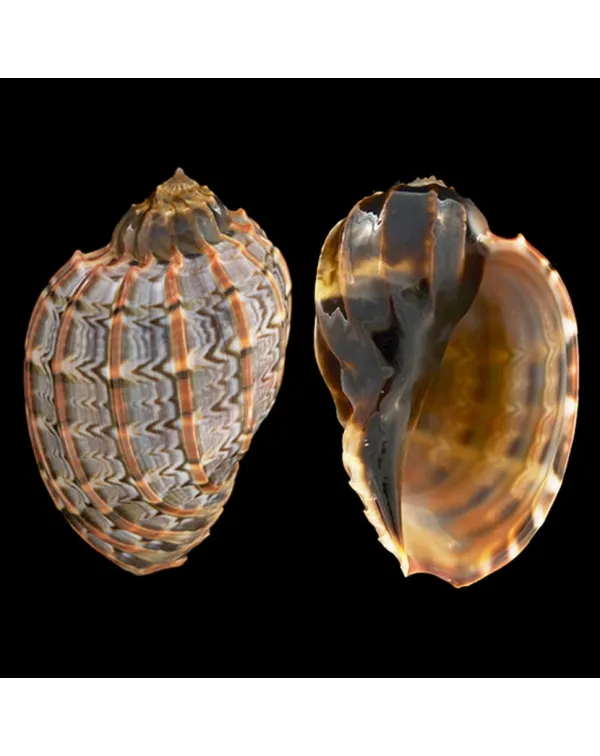 Harpa Cabriti