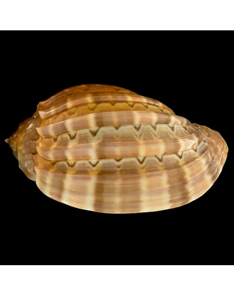 Harpa Cabriti