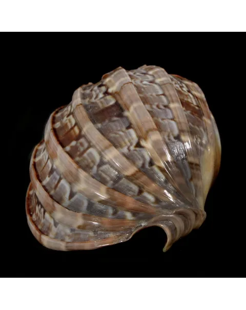 Harpa Cabriti