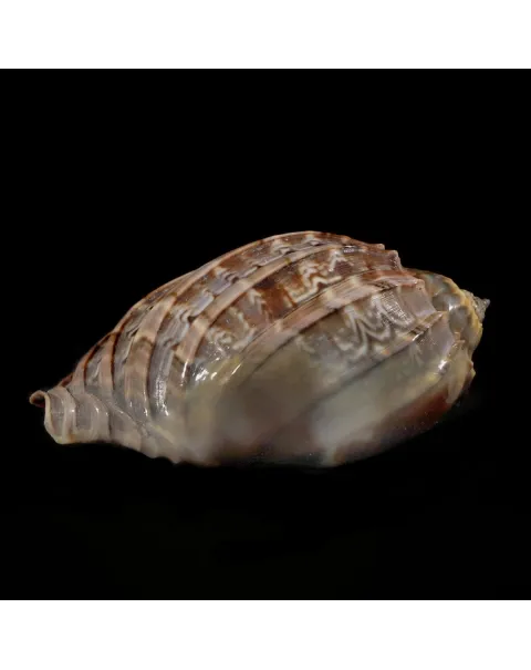Harpa Cabriti