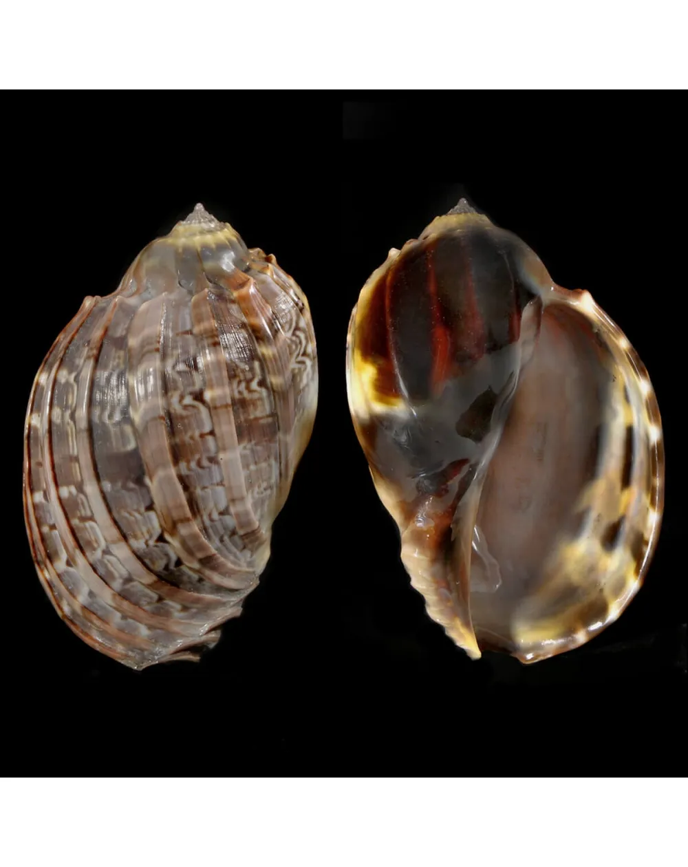 Harpa Cabriti