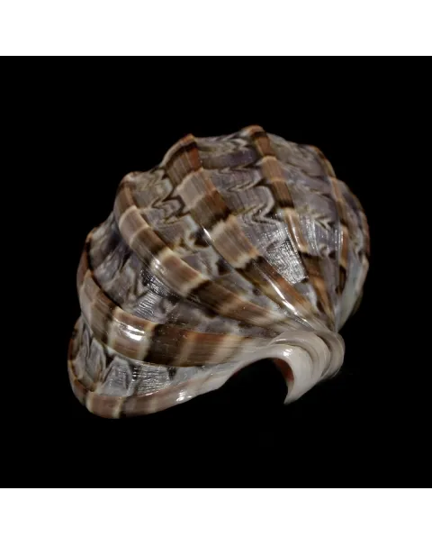 Harpa Cabriti