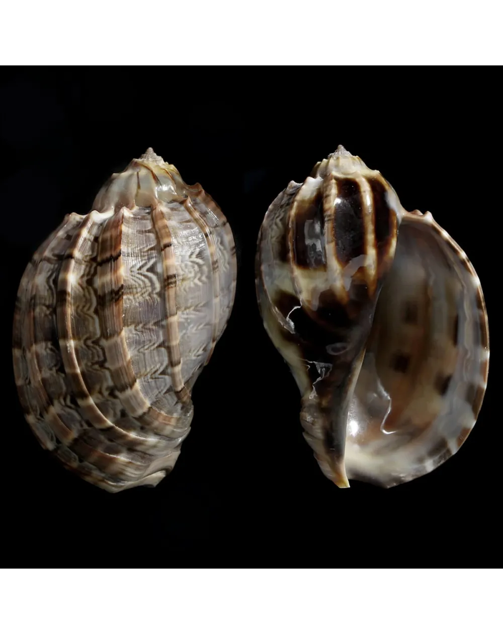 Harpa Cabriti