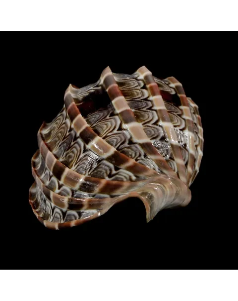 Harpa Cabriti