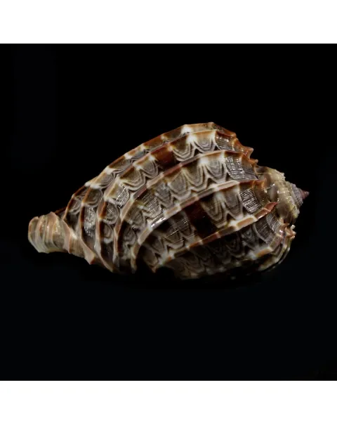 Harpa Cabriti