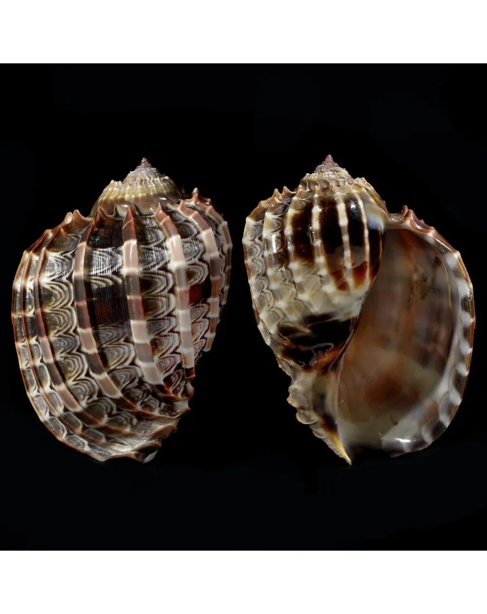 Harpa Cabriti