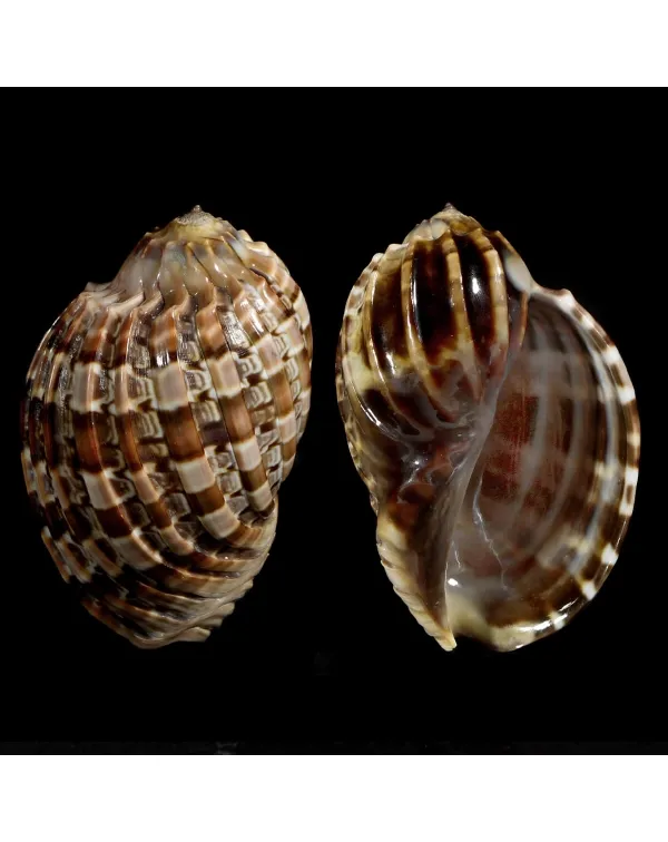 Harpa Cabriti