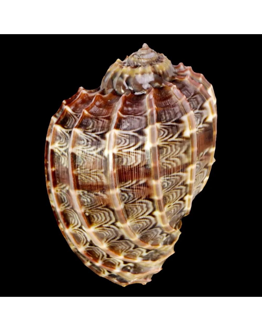 Harpa Cabriti