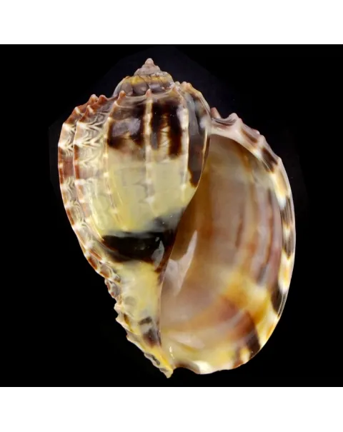 Harpa Cabriti