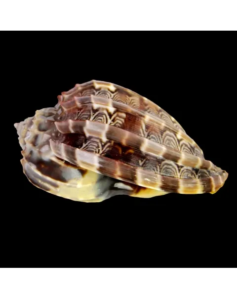 Harpa Cabriti
