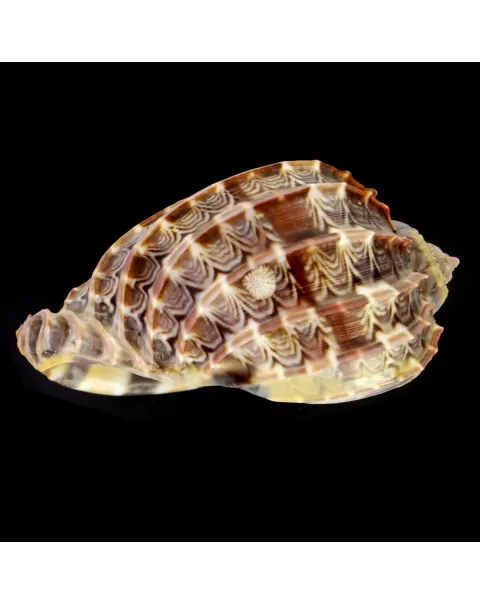 Harpa Cabriti