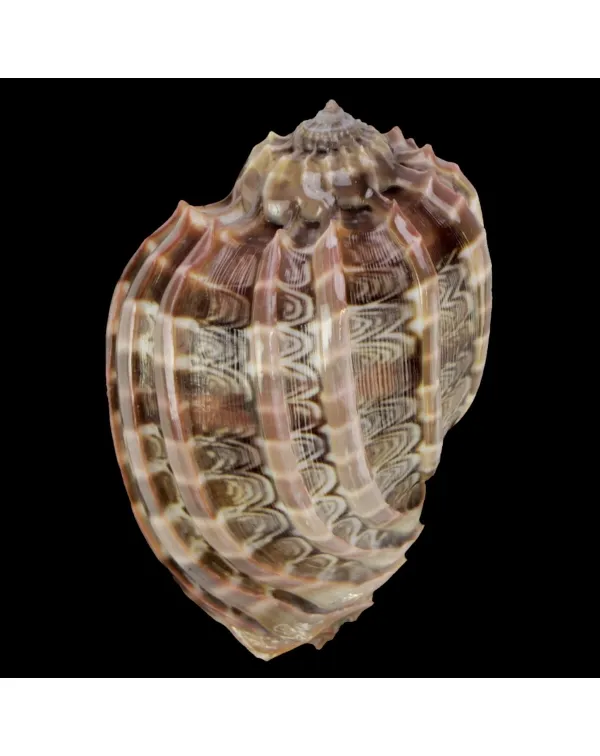Harpa Cabriti