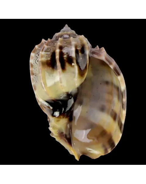 Harpa Cabriti