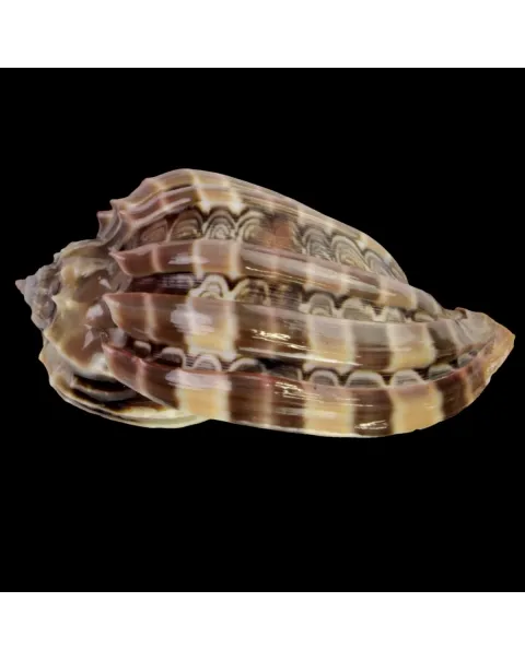 Harpa Cabriti
