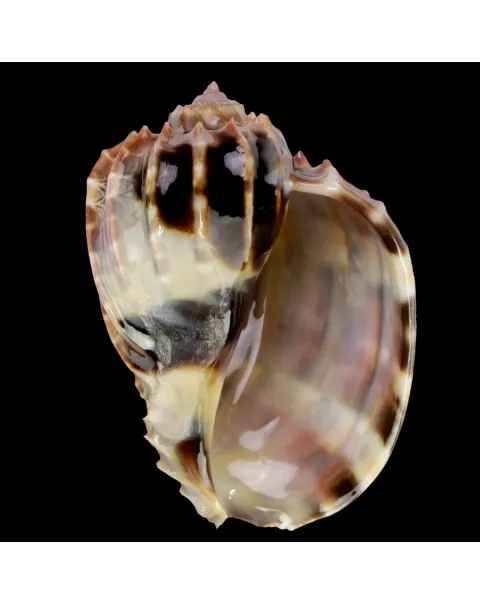Harpa Cabriti
